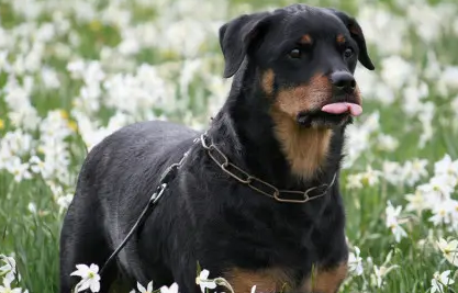 罗威纳为什么寿命短？我来告诉你！