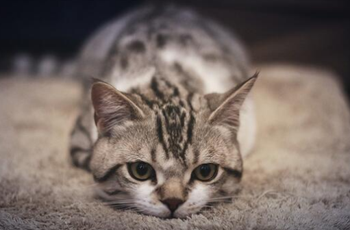 英国短毛猫怎么看品相,有什么要注意的吗? 英国短毛猫怎么看品相,有什么要注意的吗?