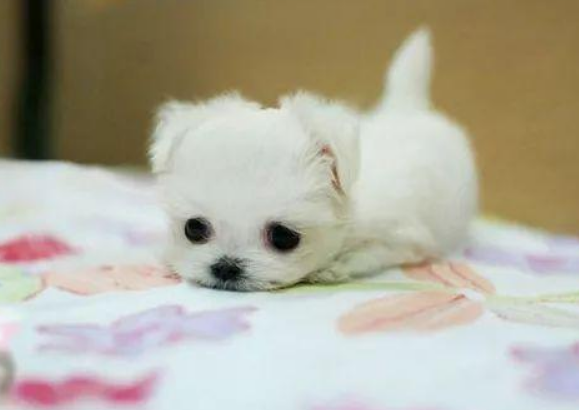  人对狗过敏的症状怎么治？看完这篇文章，你就知道了