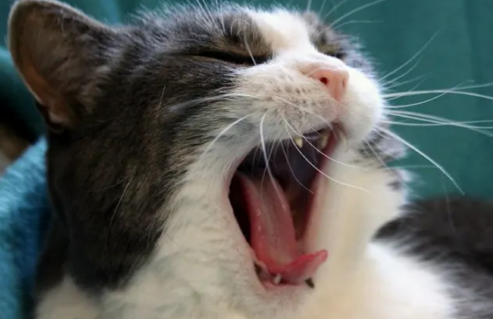 猫咪睡醒了会叫唤是为什么？并不一定是它饿了哦