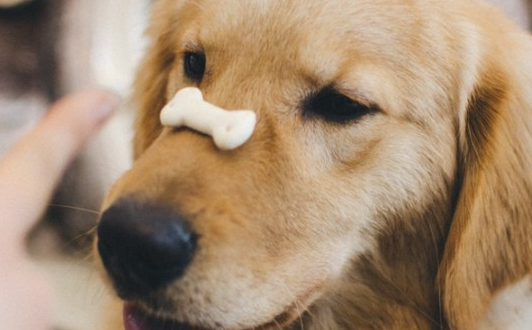 杂交金毛能长多大？养过的人才知道