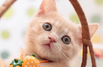 养猫知识：猫嘴巴周围黑黑的怎么回事？