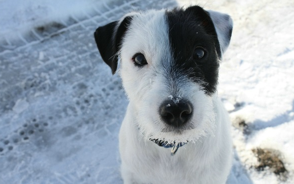 小狗有眼屎怎么办?快来看看吧 小狗有眼屎怎么办?快来看看吧