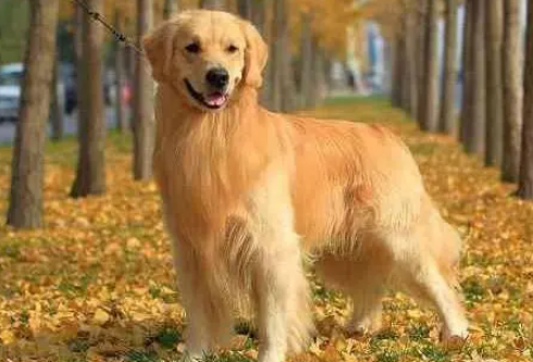 狗狗不吃东西都有哪些原因？