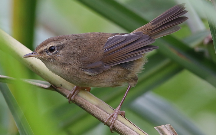 强脚树莺的特征是什么？想养的人来看看吧