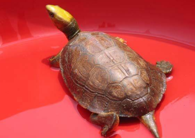 金头闭壳龟能长多大？主人来了解下吧