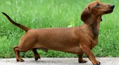 为什么很少有人饲养腊肠犬，原来是因为这三点