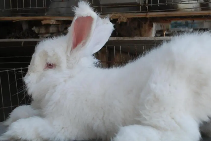 来看看安哥拉长毛兔的饲养方法吧