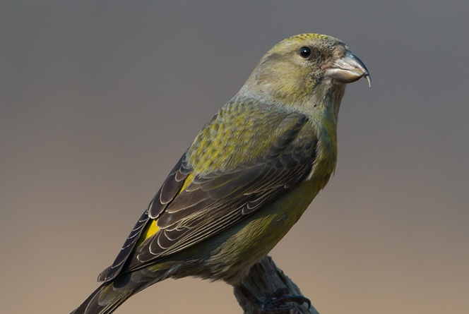 青交嘴鸟怎么分辨雌雄,今天来告诉你! 青交嘴鸟怎么分辨雌雄,今天来告诉你!