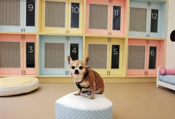 这几种狗千万不能寄养,不然你会后悔的! 这几种狗千万不能寄养,不然你会后悔的!