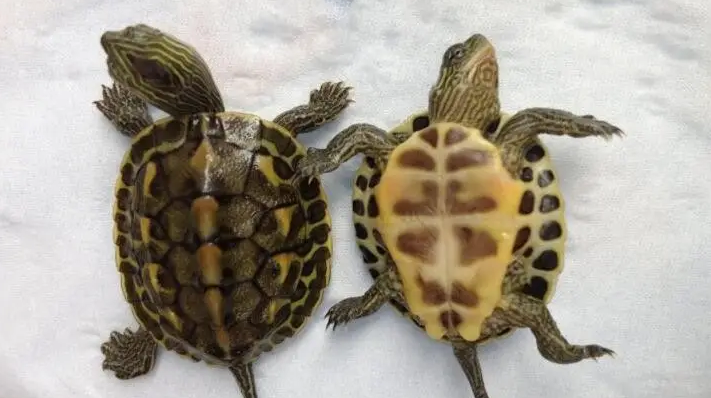 容易饲养的珍珠龟是深水龟还是浅水龟？