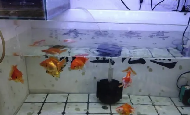 既想给鱼缸增氧，又想减少水流和气泡噪音，可以两全其美吗？