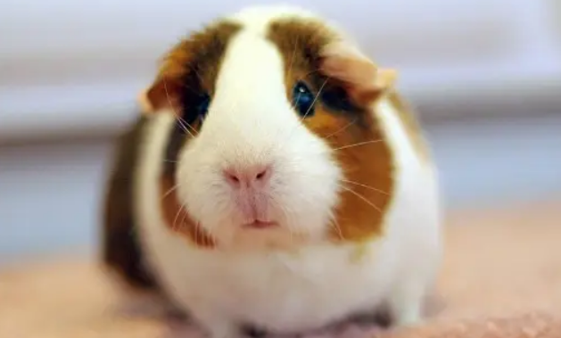 怎么防止荷兰猪在窝里大小便？方法都在这里