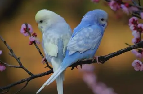 蓝小鹦会不会说话?看这篇就知道了 蓝小鹦会不会说话?看这篇就知道了