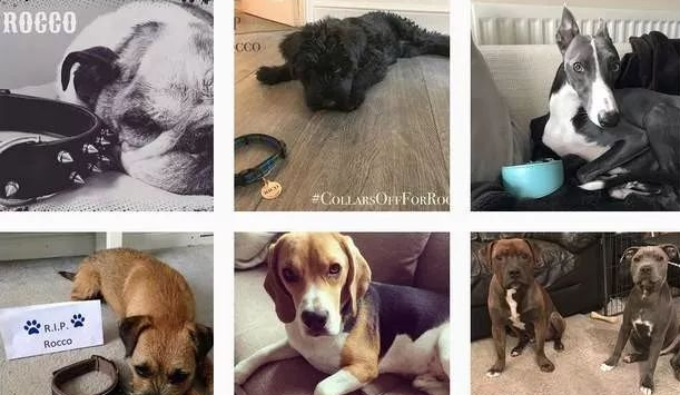 给猫咪狗狗脖子上佩戴项圈，到底是爱还是害？