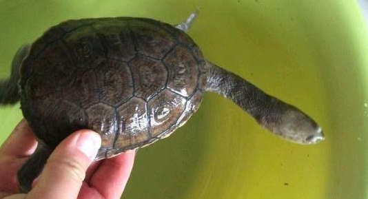 好奇?长颈龟是深水龟吗? 好奇?长颈龟是深水龟吗?