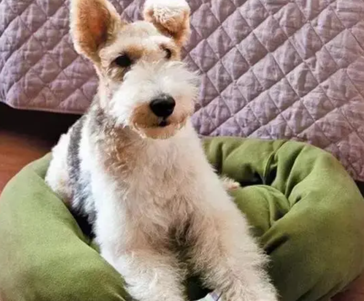 家里的旧抱枕，别扔了，亲手给自家狗做个窝