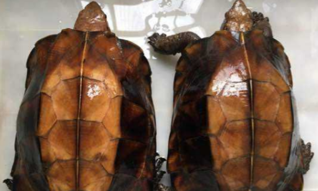 锯缘龟能闭壳吗？答案在这里