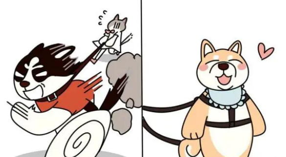 狗一扣上牵引绳就暴冲?牵引绳款式没选对 狗一扣上牵引绳就暴冲?牵引绳款式没选对