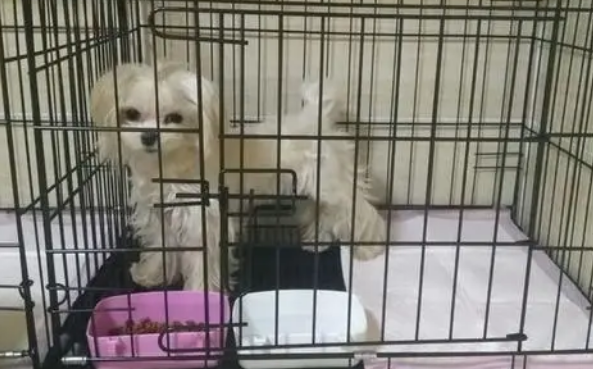 宠物托运平台托运方式有哪些