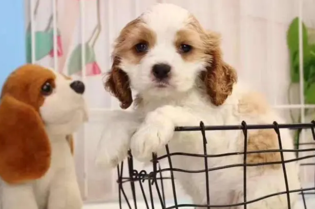 给宠物驱虫的正确姿势!你学会了吗!? 给宠物驱虫的正确姿势!你学会了吗!?