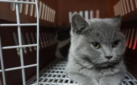 宠物猫咪寄养需要注意什么？