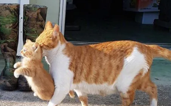 母猫吃小猫预示着什么？遇到这种情况一定要重视！