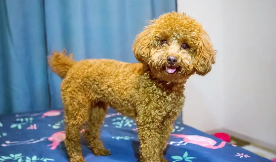 小型贵宾犬和泰迪一样吗？赶紧来看看！