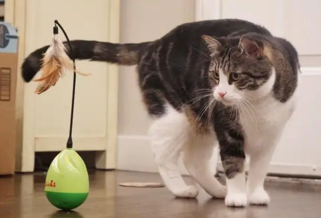 为猫咪挑选玩具有这些讲究，适合猫咪才重要