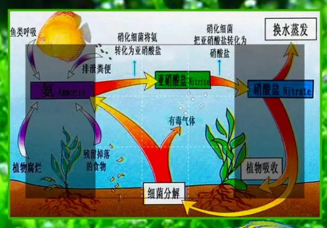 硝化细菌到底是什么?新手了解下吧 硝化细菌到底是什么?新手了解下吧