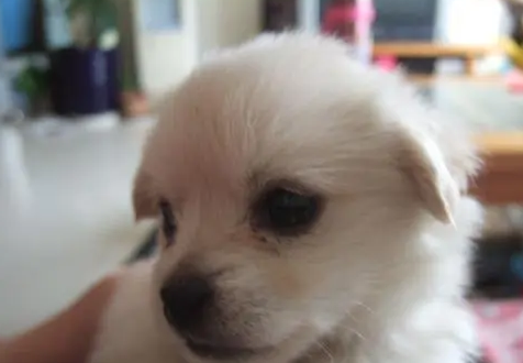 宠物:如何给你的狗狗正确洗澡 宠物:如何给你的狗狗正确洗澡