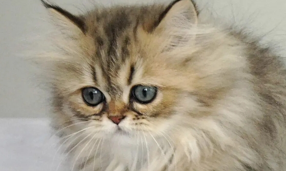 金吉拉的缺陷有哪些?一文帮你解决疑惑 金吉拉的缺陷有哪些?一文帮你解决疑惑