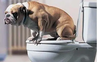 你们说狗狗早上是先拉屎还是先吃饭更好？