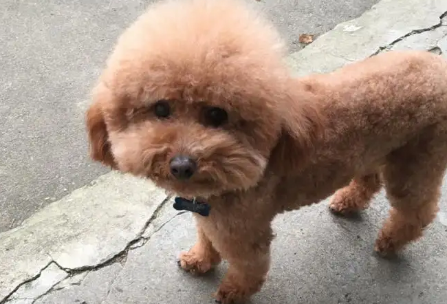 泰迪怎样分辨是小体的?铲屎官们一定要知道 泰迪怎样分辨是小体的?铲屎官们一定要知道