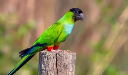 林肯港鹦鹉多少钱一只？想养的看看！