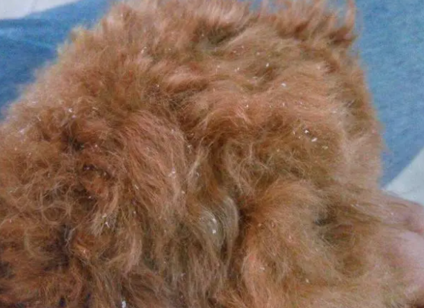 狗狗缺乏微量元素的6大表现，宠主要重视！