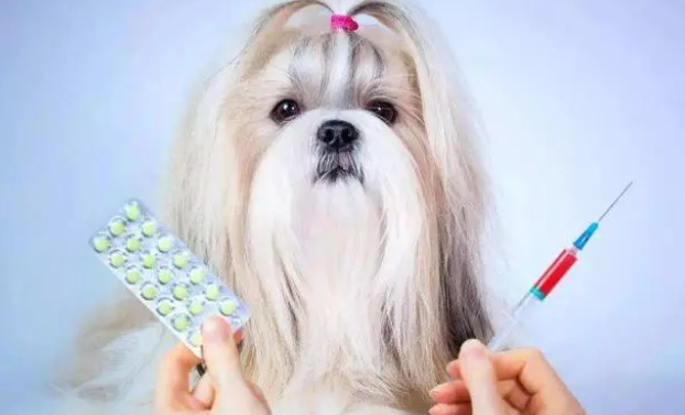 狗身体里的蛔虫多久能清干净？驱虫有疗程！