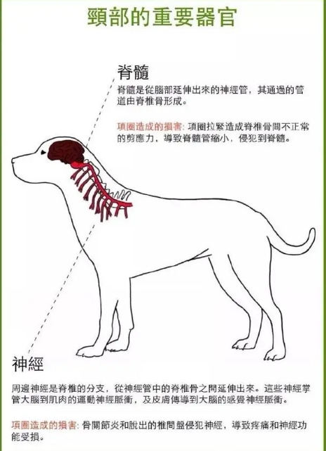 科普｜为什么更建议宠物用胸背带而不用项圈？