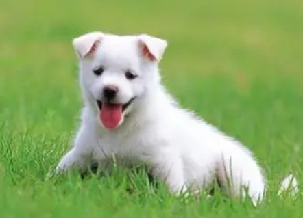 小狗后腿软无力站不住,是什么原因导致的? 小狗后腿软无力站不住,是什么原因导致的?