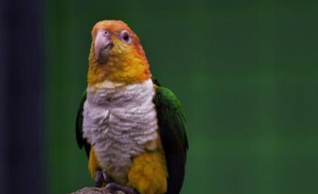 白腹凯克鹦鹉怎么饲养？要注意什么？