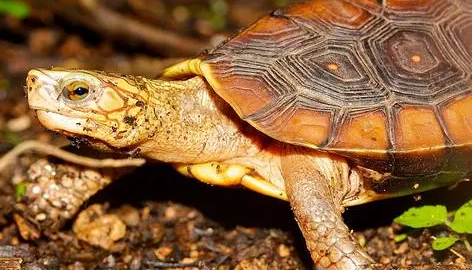 洪都拉斯木纹龟可以混养吗？饲主可以来看看