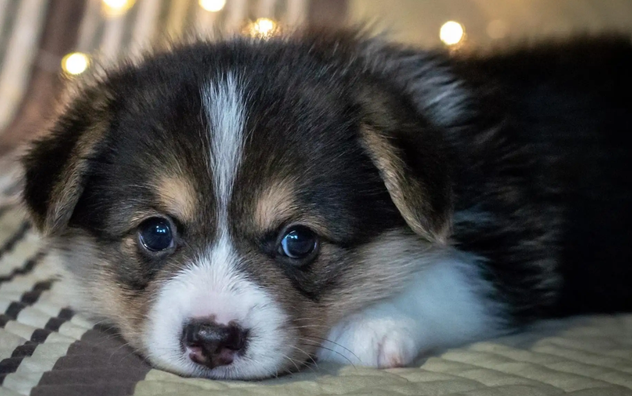 狗狗咬了主人它知道吗？来看看这篇文章