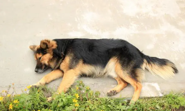 狗狗缺少微量元素的表现! 狗狗缺少微量元素的表现!