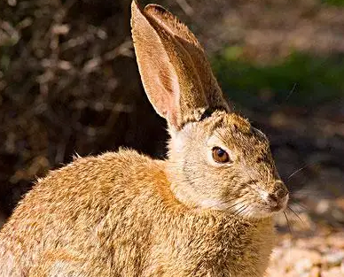 沙漠棉尾兔多少钱一只？想养的看过来