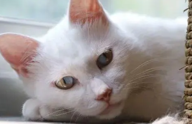 辟谣:喂养奶猫应该用羊奶粉?你知道吗?宠物羊奶粉就是交智商税 辟谣:喂养奶猫应该用羊奶粉?你知道吗?宠物羊奶粉就是交智商税