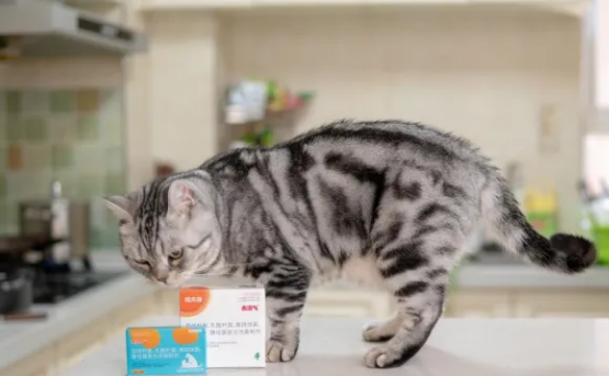 泰淘气增强免疫力的好助手