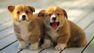 判断狗狗年龄的方法，速来了解！