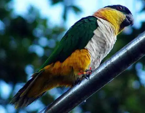 黑头凯克鹦鹉怎样洗澡 ?很简单~ 黑头凯克鹦鹉怎样洗澡 ?很简单~