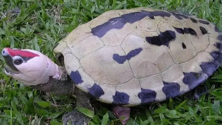 西瓜龟凶吗？想养的人可以来看看