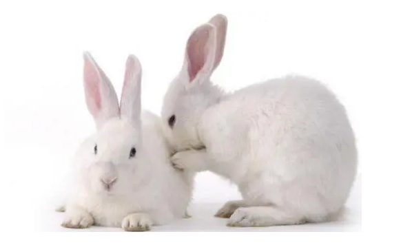 一起来看看大耳白兔的寿命 一起来看看大耳白兔的寿命